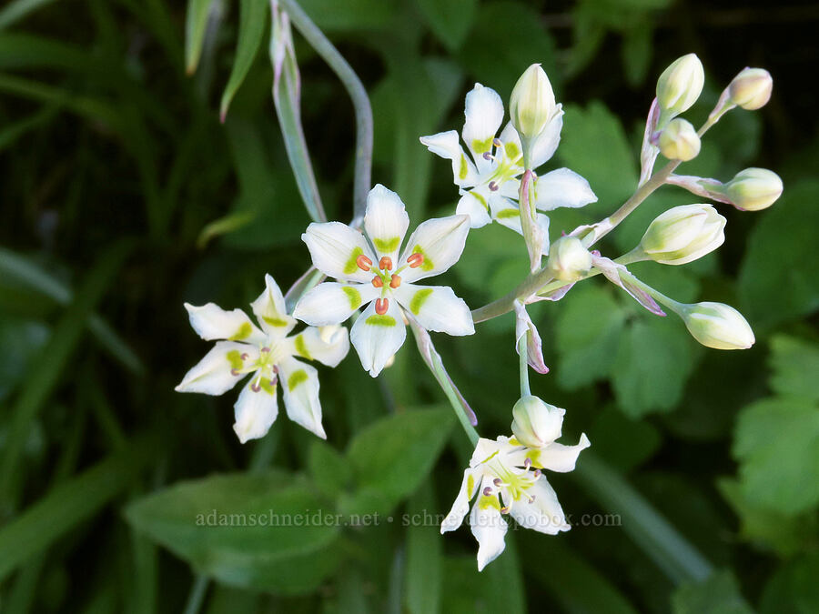 mountain death-camas (Anticlea elegans (Zigadenus elegans)) [Highline Trail, Glacier National Park, Flathead County, Montana]