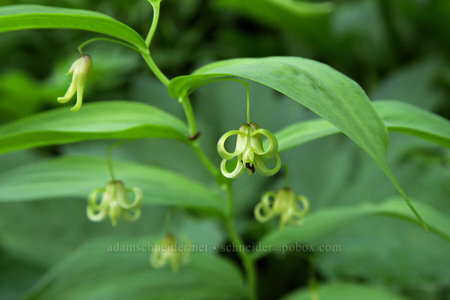 twisted-stalk flowers (Streptopus amplexifolius var. chalazatus) [Highline Trail, Glacier National Park, Flathead County, Montana]