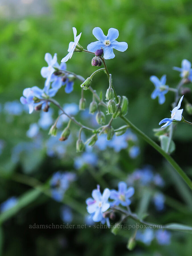 blue stickseed (Hackelia micrantha (Hackelia jessicae)) [Highline Trail, Glacier National Park, Flathead County, Montana]