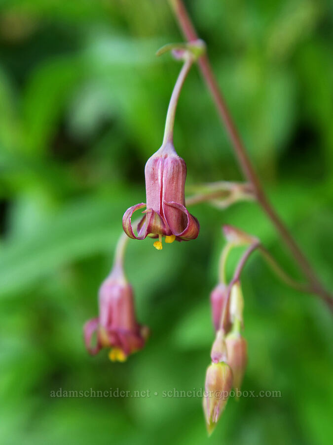 bronze bells (Anticlea occidentalis (Stenanthium occidentale)) [Highline Trail, Glacier National Park, Flathead County, Montana]