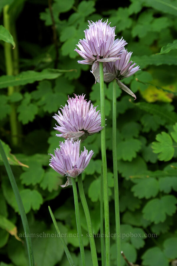 wild chives (Allium schoenoprasum) [Highline Trail, Glacier National Park, Flathead County, Montana]