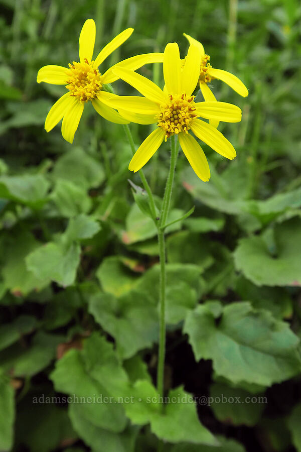 arnica (Arnica latifolia) [Highline Trail, Glacier National Park, Flathead County, Montana]