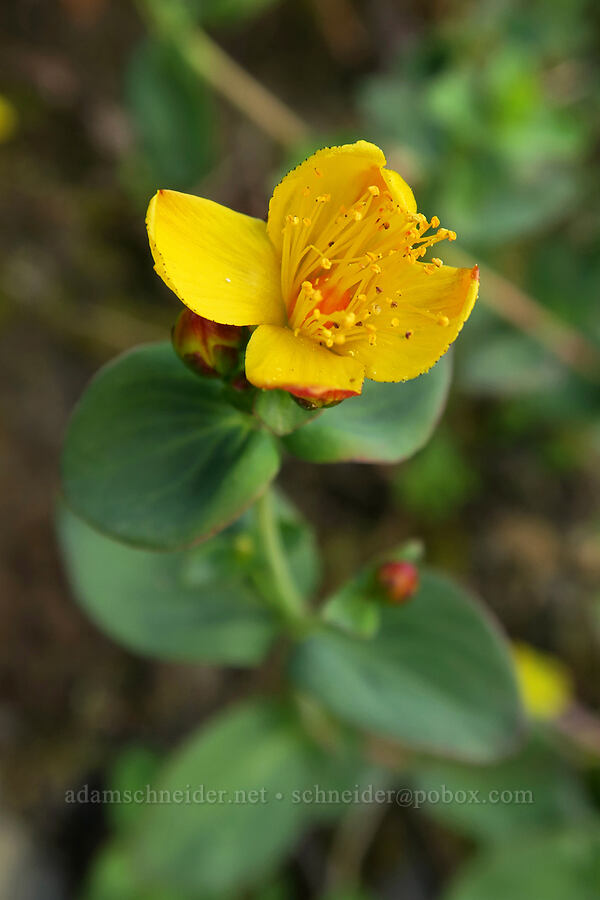 western St.-John's-wort (Hypericum scouleri) [Highline Trail, Glacier National Park, Flathead County, Montana]