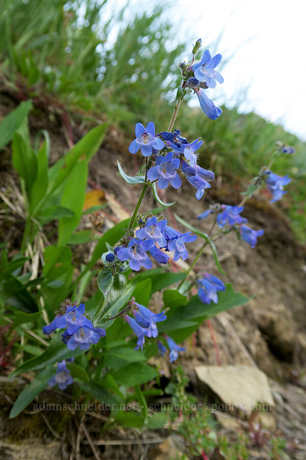 Alberta penstemon (Penstemon albertinus) [Highline Trail, Glacier National Park, Flathead County, Montana]