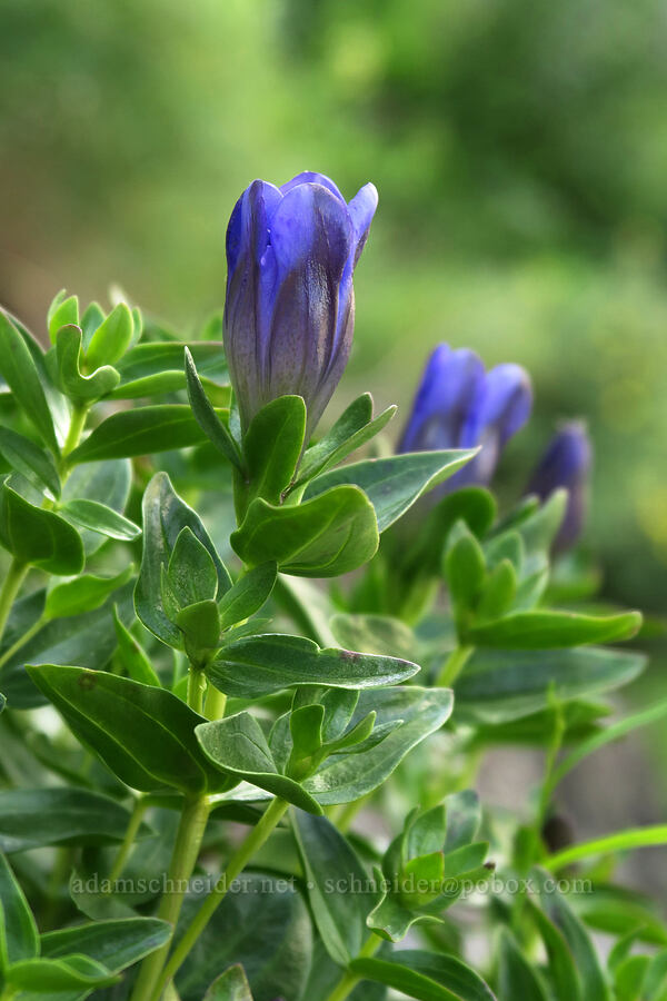 explorer's gentian (Gentiana calycosa) [Highline Trail, Glacier National Park, Flathead County, Montana]