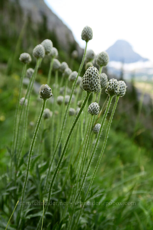cut-leaf anemones (Anemone multifida) [Highline Trail, Glacier National Park, Flathead County, Montana]