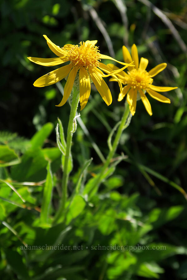 large-headed ragwort (Senecio megacephalus) [Highline Trail, Glacier National Park, Flathead County, Montana]