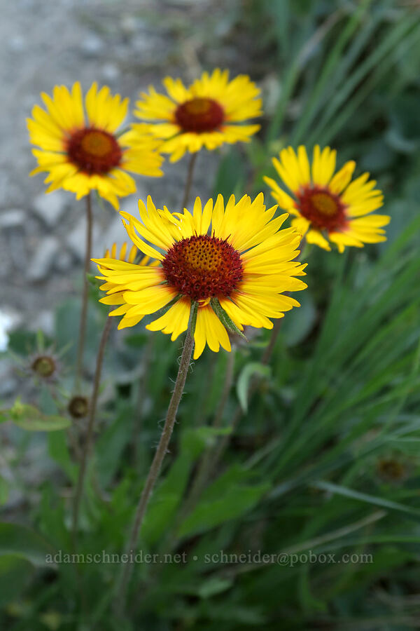 blanketflower (Gaillardia aristata) [Highline Trail, Glacier National Park, Flathead County, Montana]