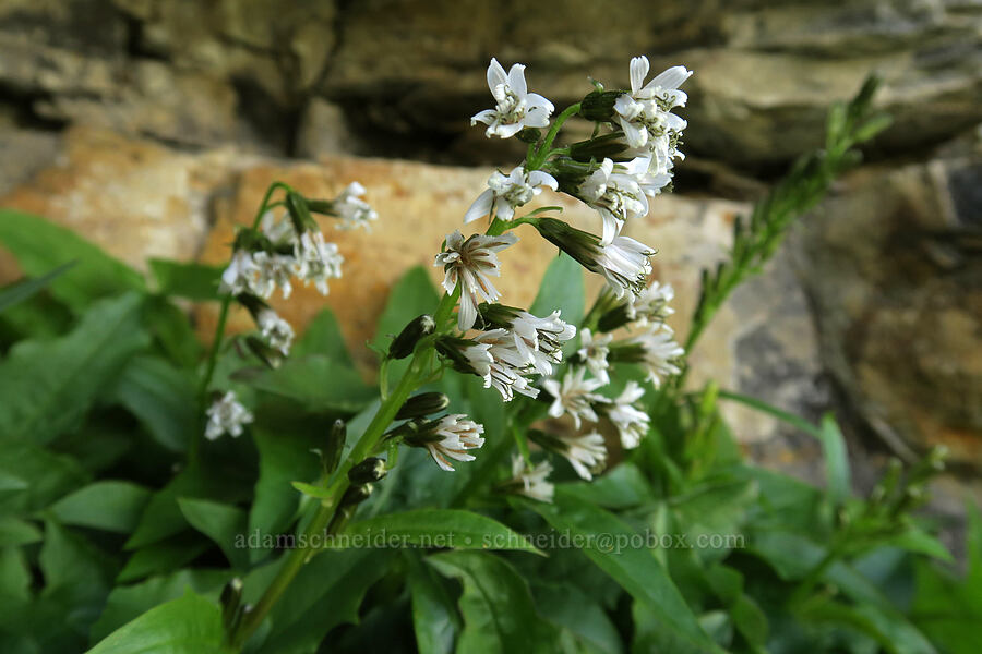 arrow-leaf rattlesnake-root (Prenanthes sagittata (Nabalus sagittatus)) [Highline Trail, Glacier National Park, Flathead County, Montana]