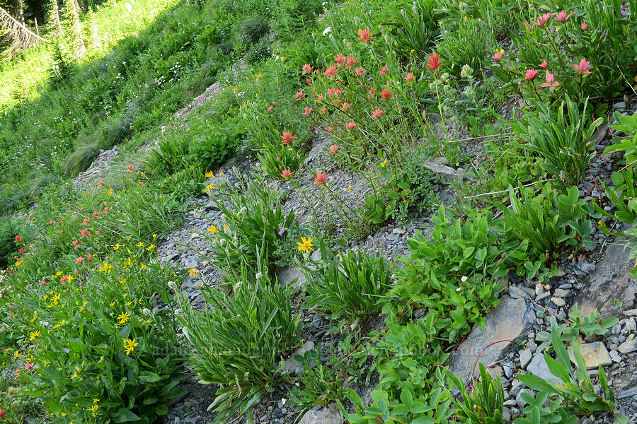 wildflowers [Highline Trail, Glacier National Park, Flathead County, Montana]
