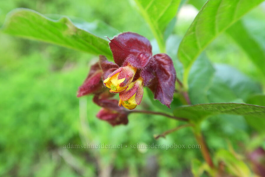black twin-berry flowers (Lonicera involucrata) [Highline Trail, Glacier National Park, Flathead County, Montana]