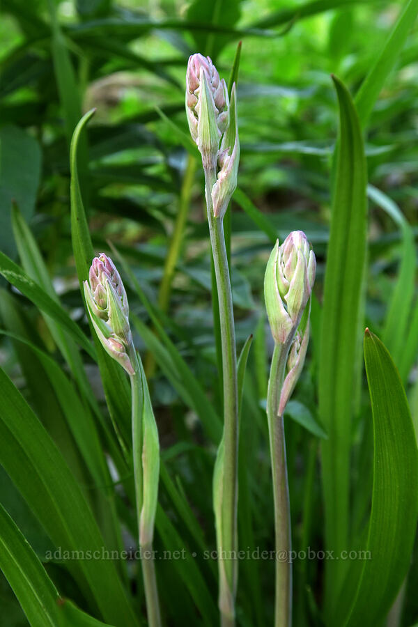 mountain death-camas, budding (Anticlea elegans (Zigadenus elegans)) [Highline Trail, Glacier National Park, Flathead County, Montana]