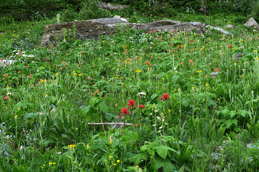 wildflowers [Highline Trail, Glacier National Park, Flathead County, Montana]