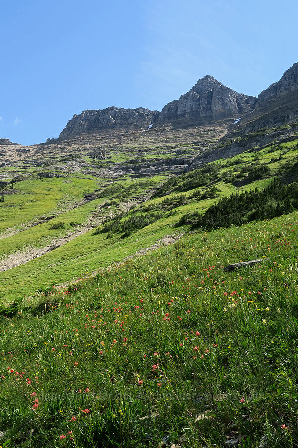 wildflowers [Highline Trail, Glacier National Park, Flathead County, Montana]
