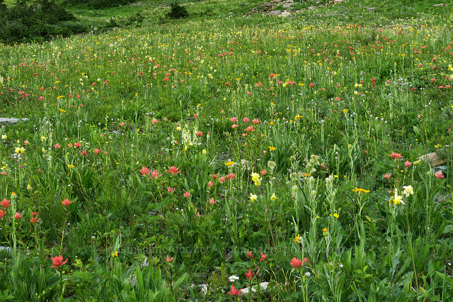 wildflowers [Highline Trail, Glacier National Park, Flathead County, Montana]