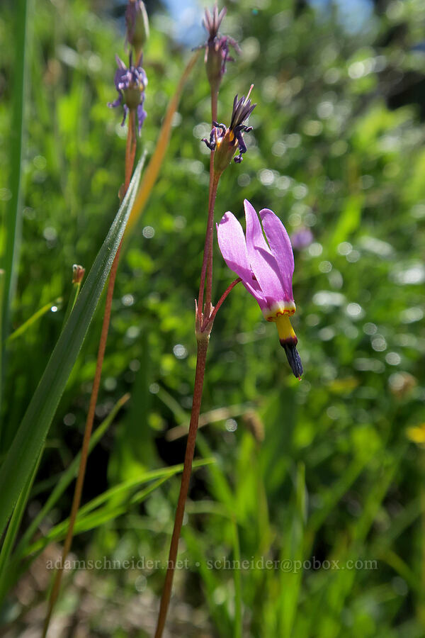 few-flowered shooting star (Dodecatheon pulchellum var. pulchellum (Primula pauciflora var. pauciflora)) [Highline Trail, Glacier National Park, Flathead County, Montana]