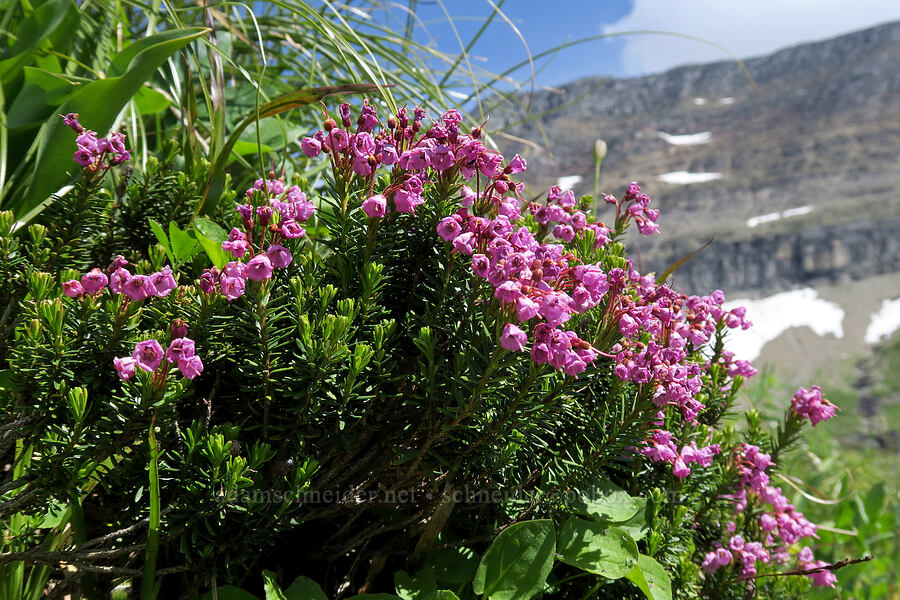 pink mountain heather (Phyllodoce empetriformis) [Highline Trail, Glacier National Park, Flathead County, Montana]