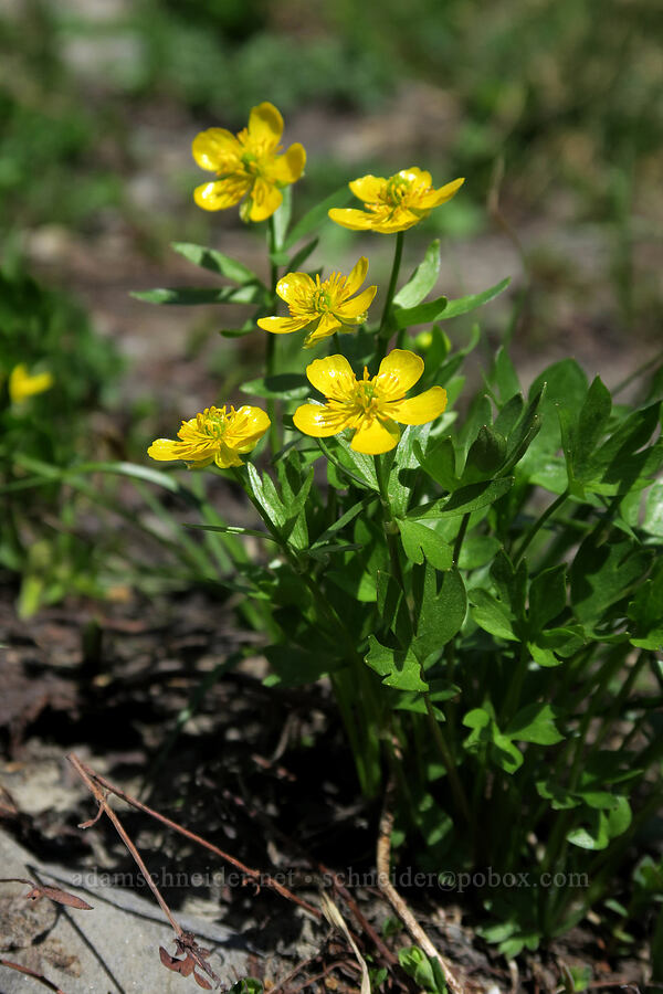 snow buttercups (Ranunculus eschscholtzii var. eschscholtzii) [Highline Trail, Glacier National Park, Flathead County, Montana]