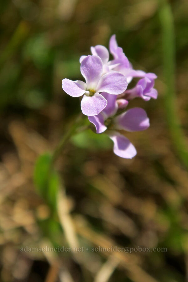 Lyall's rock-cress (Boechera lyallii (Arabis lyallii)) [Highline Trail, Glacier National Park, Flathead County, Montana]