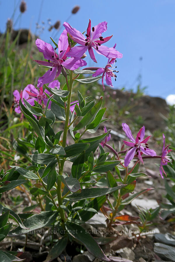 dwarf fireweed (Chamerion latifolium (Epilobium latifolium)) [Highline Trail, Glacier National Park, Flathead County, Montana]