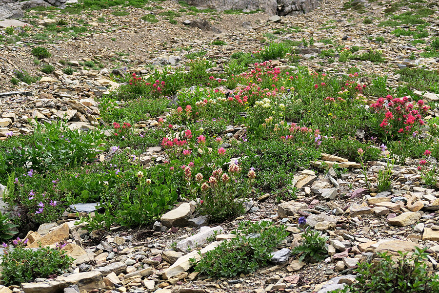 paintbrush garden (Castilleja sp.) [Highline Trail, Glacier National Park, Flathead County, Montana]