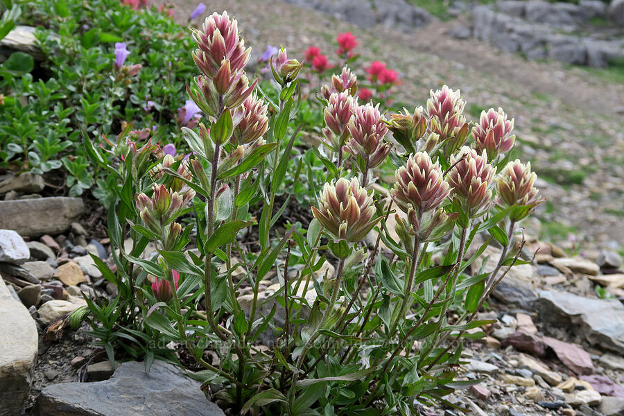 hybrid paintbrush (Castilleja sp.) [Highline Trail, Glacier National Park, Flathead County, Montana]