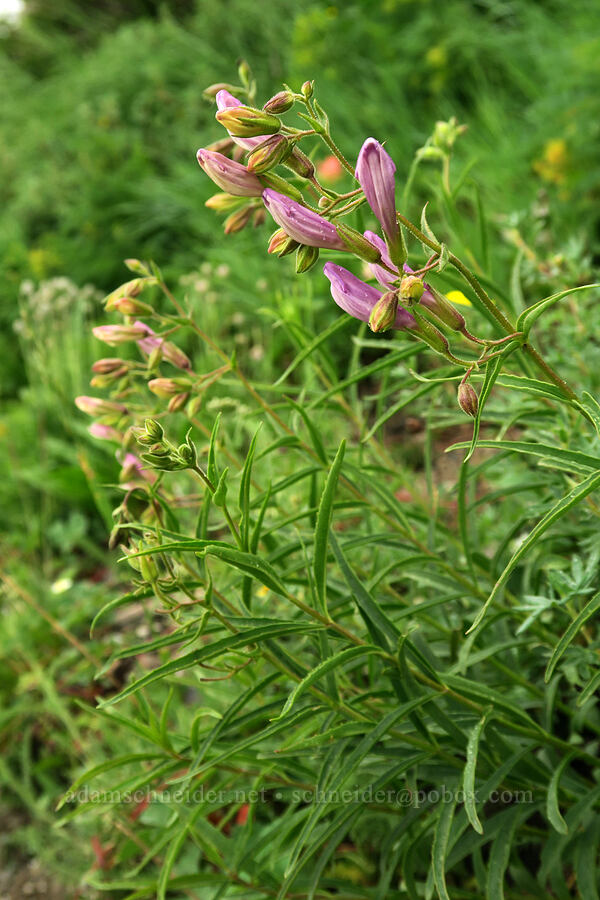 Lyall's penstemon (Penstemon lyallii) [Highline Trail, Glacier National Park, Flathead County, Montana]