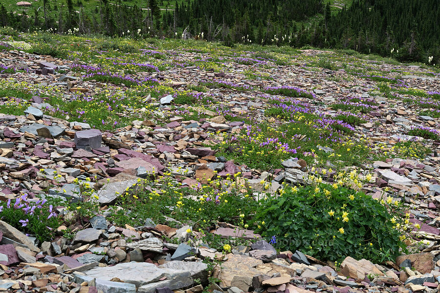 penstemon & columbines (Penstemon ellipticus, Aquilegia flavescens) [Garden Wall Trail, Glacier National Park, Flathead County, Montana]