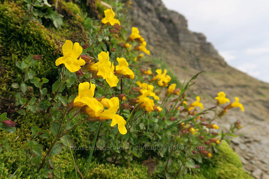 subalpine monkeyflower (Erythranthe tilingii (Mimulus tilingii)) [Garden Wall Trail, Glacier National Park, Flathead County, Montana]