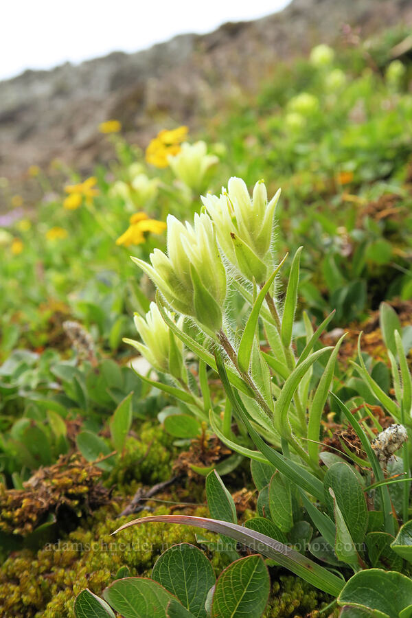 western Indian paintbrush (Castilleja occidentalis) [Garden Wall Trail, Glacier National Park, Flathead County, Montana]