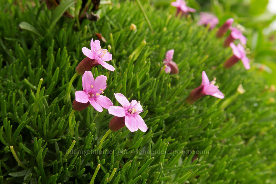 moss campion (Silene acaulis) [Garden Wall Trail, Glacier National Park, Flathead County, Montana]