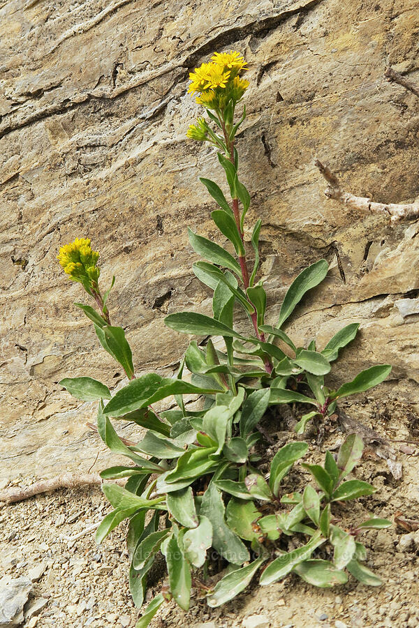 sticky goldenrod (Solidago simplex var. simplex (Solidago glutinosa)) [Garden Wall Trail, Glacier National Park, Flathead County, Montana]