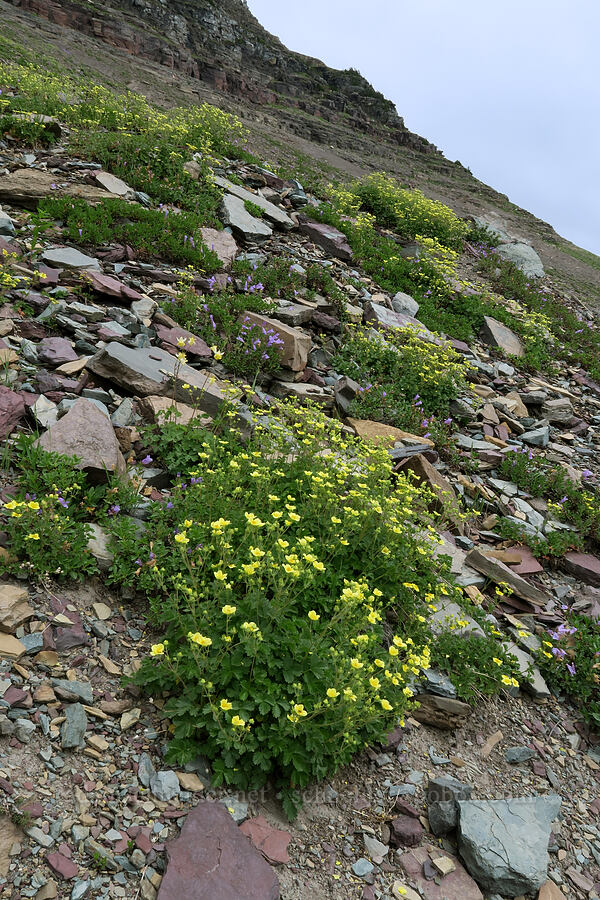 cinquefoil & penstemon (Drymocallis glandulosa var. glandulosa (Potentilla glandulosa), Penstemon ellipticus) [Garden Wall Trail, Glacier National Park, Flathead County, Montana]