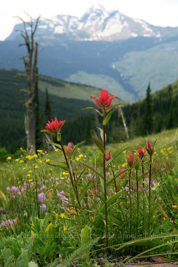 paintbrush, penstemon, & cinquefoil (Castilleja sp., Penstemon ellipticus, Potentilla sp.) [Highline Trail, Glacier National Park, Flathead County, Montana]