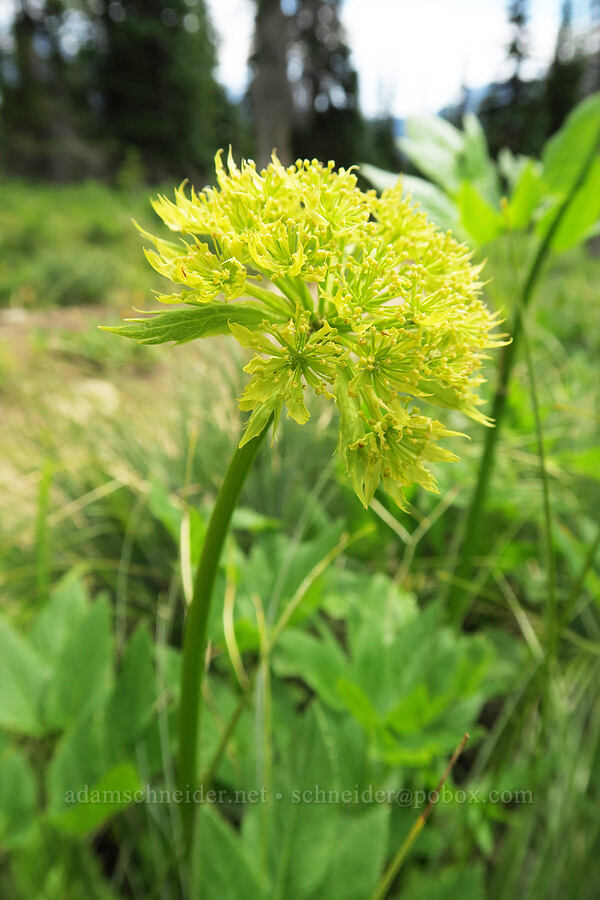 Dawson's angelica (Angelica dawsonii) [Granite Park Trail, Glacier National Park, Flathead County, Montana]