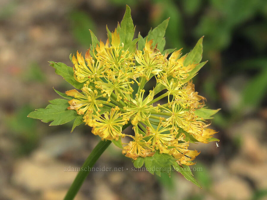 Dawson's angelica (Angelica dawsonii) [Granite Park Trail, Glacier National Park, Flathead County, Montana]