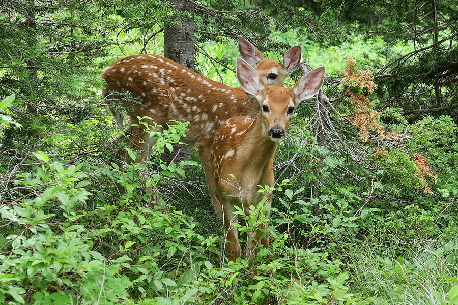 white-tailed deer fawns (Odocoileus virginianus ochrourus) [Granite Park Trail, Glacier National Park, Flathead County, Montana]