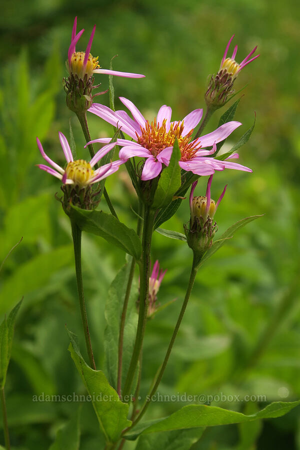 Engelmann's aster (Doellingeria engelmannii (Eucephalus engelmannii) (Aster engelmannii)) [Granite Park Trail, Glacier National Park, Flathead County, Montana]