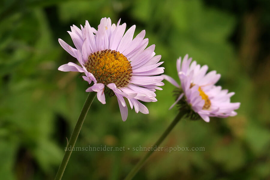 subalpine daisies (Erigeron glacialis var. glacialis) [Granite Park Trail, Glacier National Park, Flathead County, Montana]