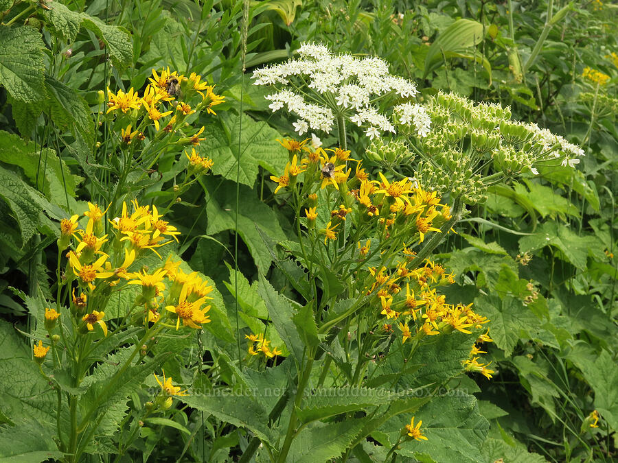 arrow-leaf groundsel & cow-parsnip (Senecio triangularis, Heracleum maximum) [Granite Park Trail, Glacier National Park, Flathead County, Montana]