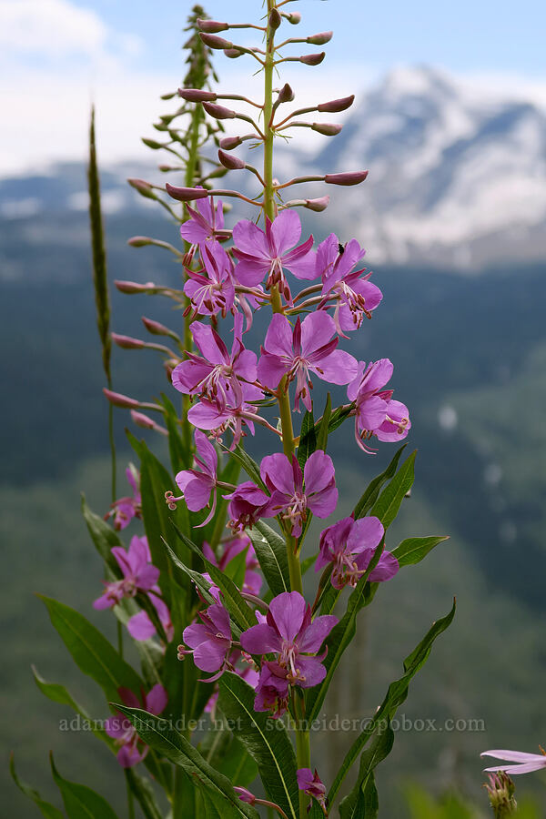 fireweed (Chamerion angustifolium (Epilobium angustifolium)) [Granite Park Trail, Glacier National Park, Flathead County, Montana]