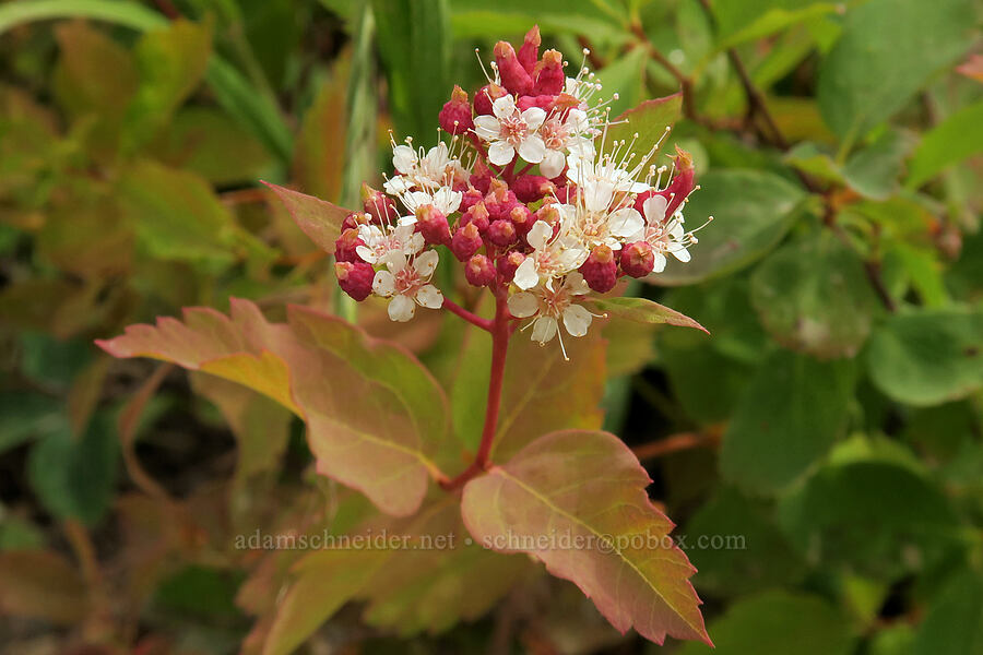white spirea (Spiraea lucida (Spiraea betulifolia var. lucida)) [Granite Park Trail, Glacier National Park, Flathead County, Montana]