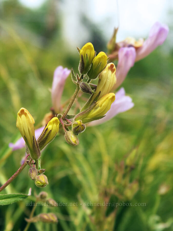 Lyall's penstemon (Penstemon lyallii) [Granite Park Trail, Glacier National Park, Flathead County, Montana]