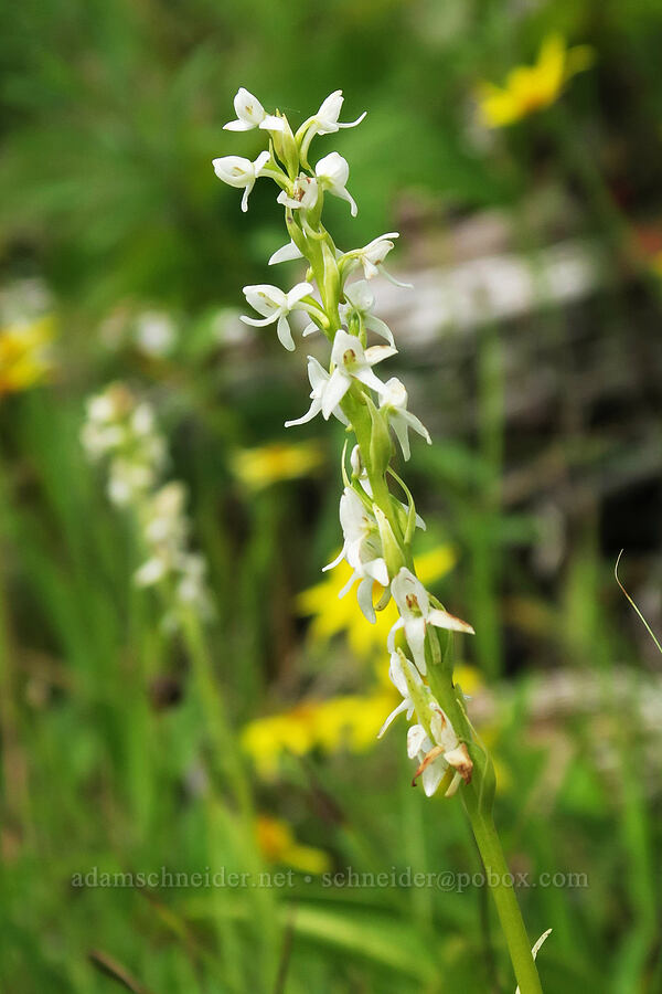 white bog orchid (Platanthera dilatata var. dilatata (Habenaria dilatata)) [Granite Park Trail, Glacier National Park, Flathead County, Montana]