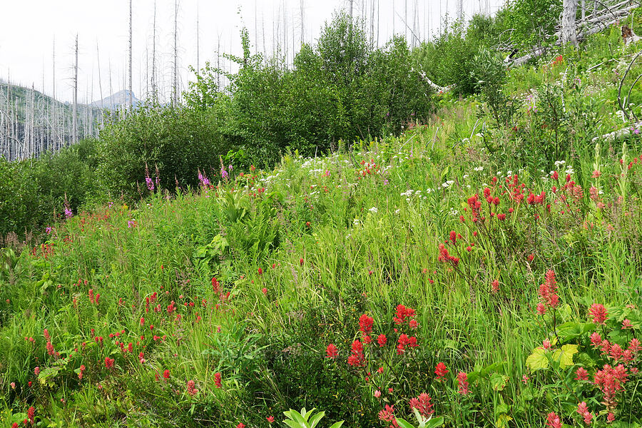 wildflowers (Castilleja sp., Chamerion angustifolium (Epilobium angustifolium), Anaphalis margaritacea) [Granite Park Trail, Glacier National Park, Flathead County, Montana]