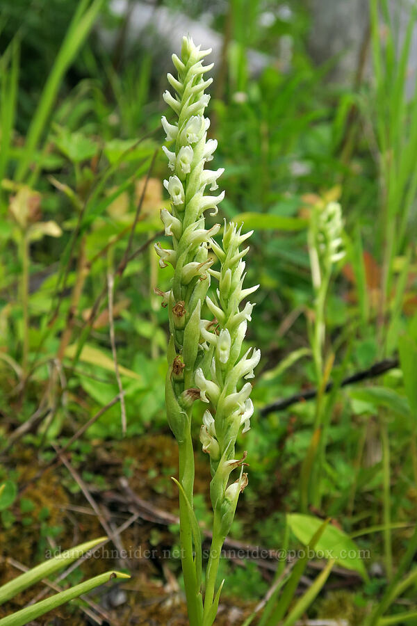 hooded ladies'-tresses (Spiranthes romanzoffiana) [Granite Park Trail, Glacier National Park, Flathead County, Montana]