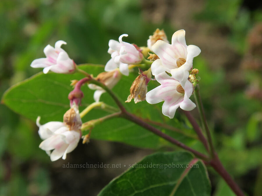 spreading dogbane (Apocynum androsaemifolium) [Granite Park Trail, Glacier National Park, Flathead County, Montana]