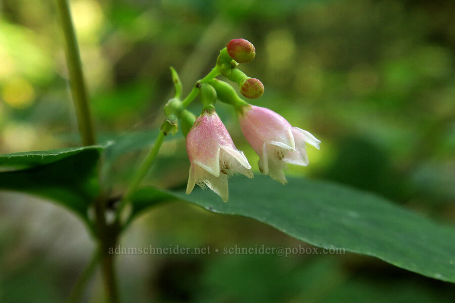 snowberry flowers (Symphoricarpos albus) [Avalanche Lake Trail, Glacier National Park, Flathead County, Montana]