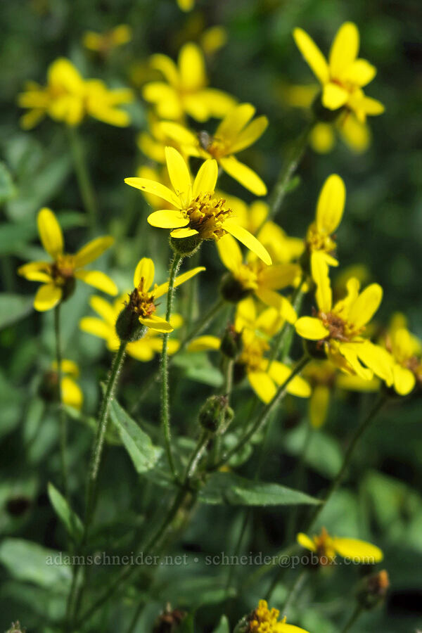 stream-bank arnica (Arnica lanceolata ssp. prima (Arnica amplexicaulis)) [Avalanche Lake Trail, Glacier National Park, Flathead County, Montana]