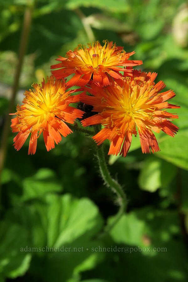 orange hawkweed (Hieracium aurantiacum) [Avalanche Lake Trail, Glacier National Park, Flathead County, Montana]